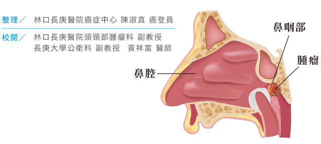 人體鼻咽口空剖面圖片