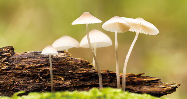 森林中的白色蘑菇照片