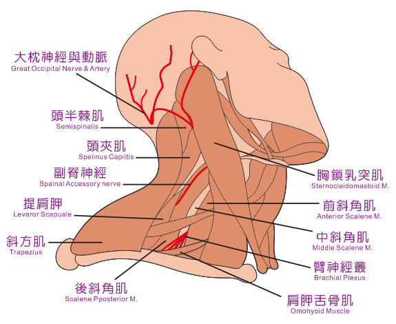 頸動脈說明圖片