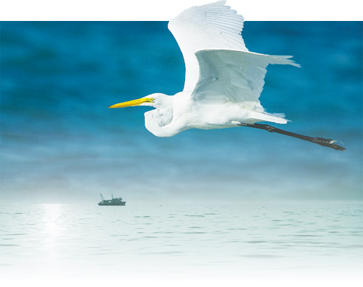 飛在海面上的鳥和一艄船照片
